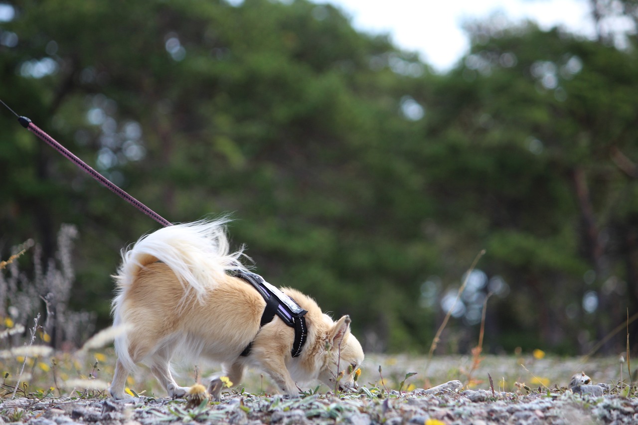 Nosework Nosework
